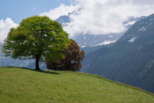 Zwei Bäume in den Schweizer Alpen.