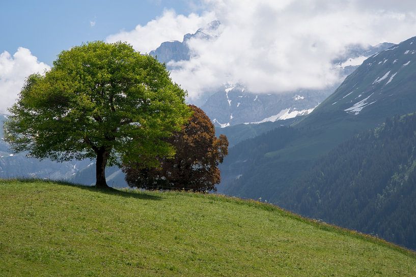Two trees in the Swiss Alps. by Nordic Niels
