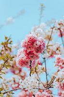 Japanese Cherry tree blooming