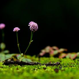 Bloemetje op de brug Azoren von Annemarie Winkelhagen