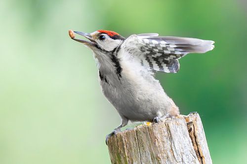 Great spotted woodpecker