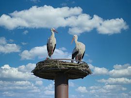 Hoch im Nest, unter weichem Himmel. von Jose Lok