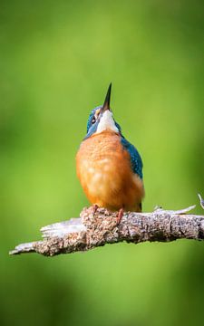 ijsvogel van Andy van der Steen - Fotografie