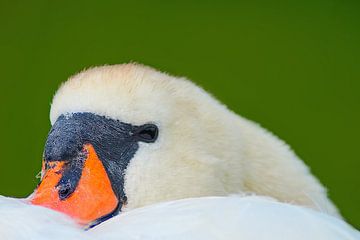 Portretkop van een vrouwelijke zwaan op een zonnige zomerochtend van Mario Plechaty Photography