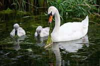 Witte zwaan met twee jonge zwanen