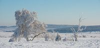 Ijsbomen