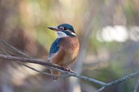 IJsvogel