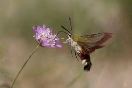 Butterfly (broad-bordered bee hawk-moth) by Erwin Hondebrink