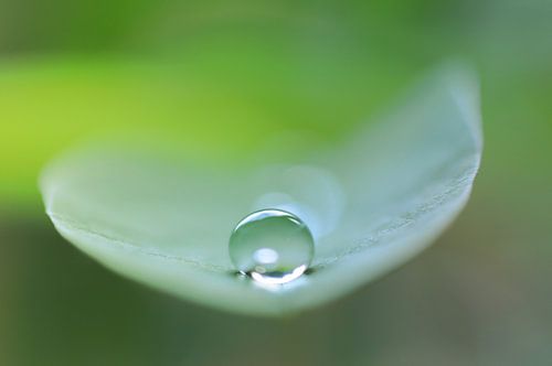 Macro - druppel