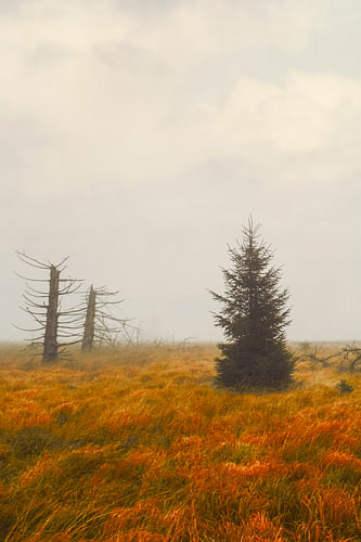 A solitary spruce in the Hohes Venn high moor by Dirk Wüstenhagen