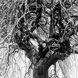 Een boom met een hart | Natuur | Fotografie | Landschap | Brabant | Fotoprint van Anouk Peeters