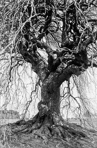 Un arbre avec un cœur