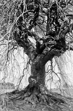 Een boom met een hart | Natuur | Fotografie | Landschap | Brabant | Fotoprint