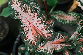 Rosa grüne Pflanze im Gewächshaus des Botanischen Gartens