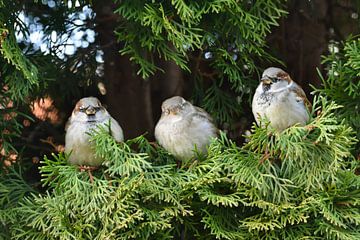 House Sparrows by Karin Jähne