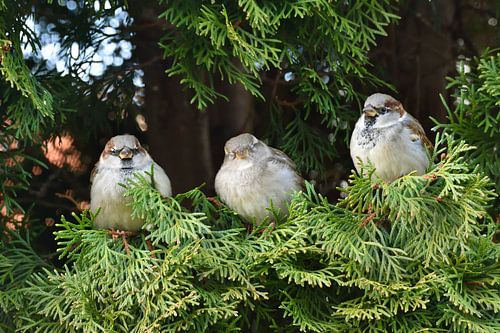 House Sparrows