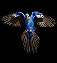 Hyacinth-Macaw by Ulrich Brodde thumbnail