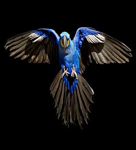 Hyacinth-Macaw van Ulrich Brodde