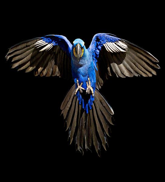 Hyacinth-Macaw by Ulrich Brodde