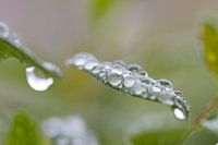 Groen blad vol parels
