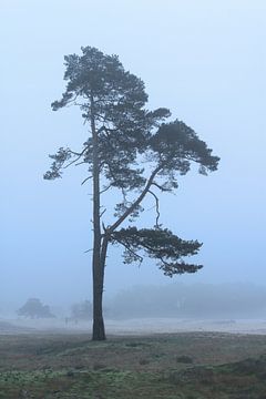 Lone Tree, Wekeromse Zand, Nederland van Imladris Images