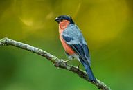 Bullfinch by Harry Punter thumbnail