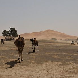 Dromedarissen op de vlucht, Erg Chebbi, Marokko van Lars Bruin
