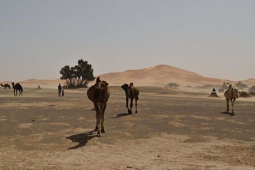 Dromedarissen op de vlucht, Erg Chebbi, Marokko