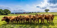 Eine Reihe von Kühen in Norwegen von Adelheid Smitt Miniaturansicht