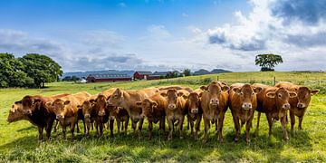 Een rij koeien in Noorwegen