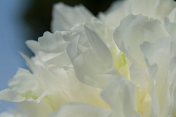 Drawn By Nature, Paeonia - Pfingstrose weiss #006