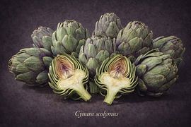 Artischocken – Cynara scolymus von Bert Quaedvlieg
