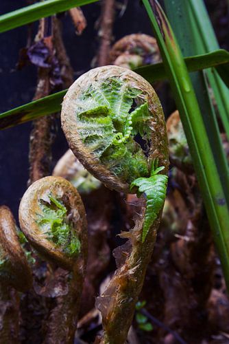Unfurling fern fronds