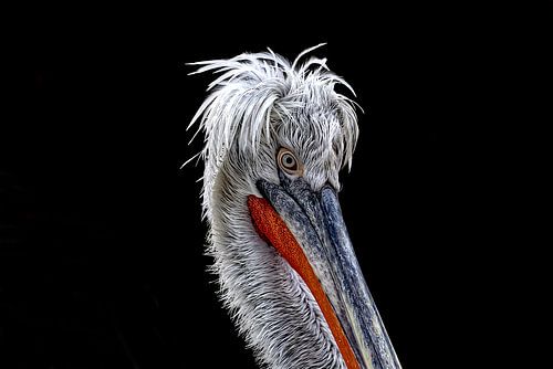 De Majesteit van het Water – De Kroeskoppelikaan van Robert Jan Smit