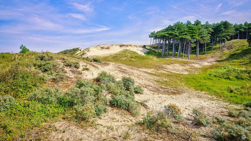 South-Kennemerland dune landscape by eric van der eijk