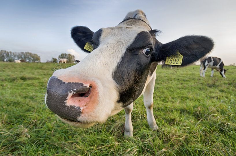 Curious cow by Mark Bolijn