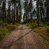 Route forestière dans le camp de Grinsby - Suède sur Vincent D'hondt