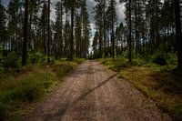 Route forestière dans le camp de Grinsby - Suède
