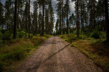 Bosweg in Camp Grinsby - Zweden van Vincent D'hondt