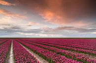 Tulips in beautiful evening sky by Hillebrand Breuker thumbnail
