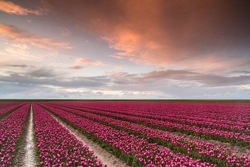 Tulipes dans un beau ciel du soir