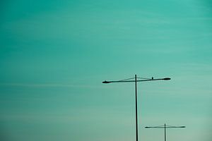 Observation des oiseaux en milieu urbain