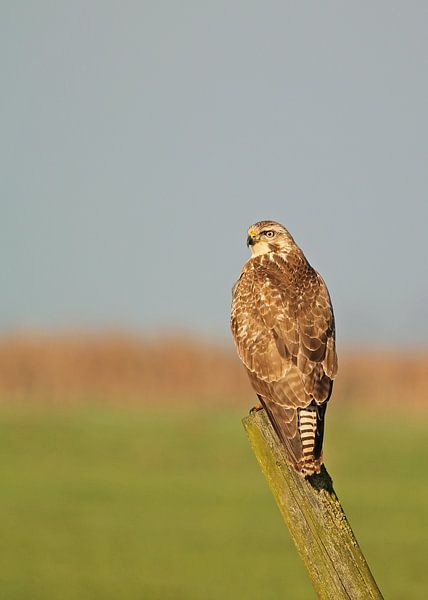Buizerd op paal by Marco Weening