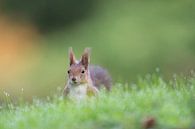 Squirrel by Vienna Wildlife thumbnail