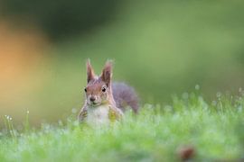 Écureuils sur Vienna Wildlife