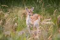 Young fallow deer in Zeeland by Louise Poortvliet thumbnail