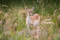 Young fallow deer in Zeeland