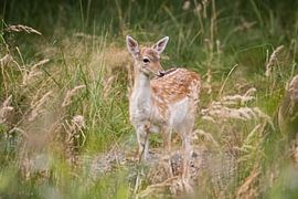 Junger Damhirsch in Zeeland von Louise Poortvliet