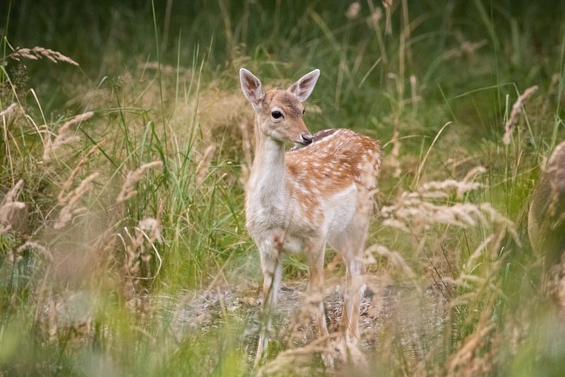 Young fallow deer in Zeeland by Louise Poortvliet