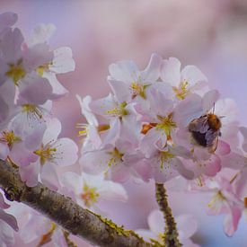 Dream in Blossom by Ingrid de Vos - Boom